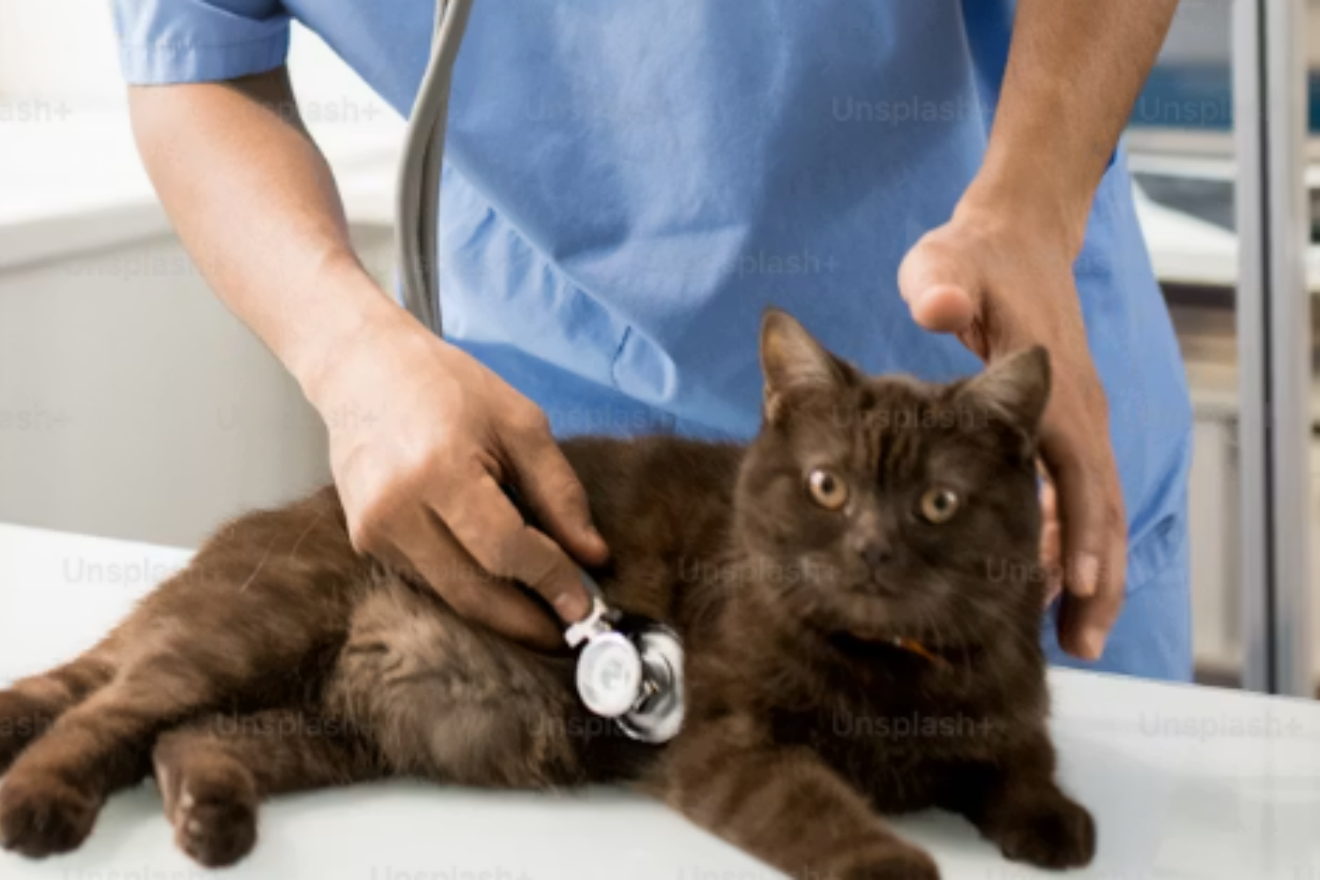 Portable veterinary endoscope system with flexible insertion tube, working channel, HD screen and USB connectivity, designed for dogs, cats, rabbits and exotic animals.