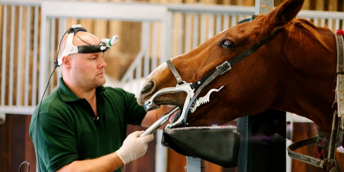 How Veterinary Suppliers Choose Reliable Veterinary Endoscope Systems
