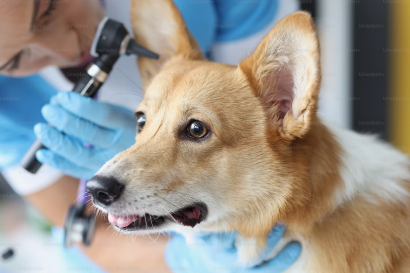 Portable veterinary endoscope system with flexible insertion tube, working channel, HD screen and USB connectivity, designed for dogs, cats, rabbits and exotic animals.