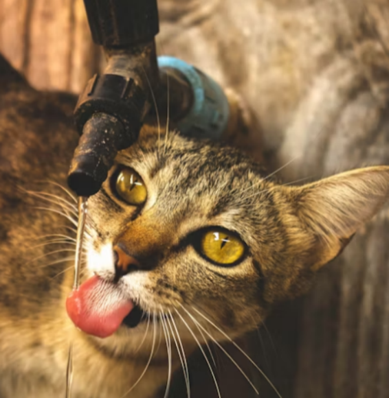 USB veterinary endoscope system – Plug-and-play, connects to smartphone/tablet, 3.9mm insertion tube, suitable for airway exams in small animals.